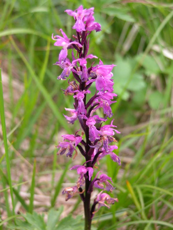 Orchis mascula